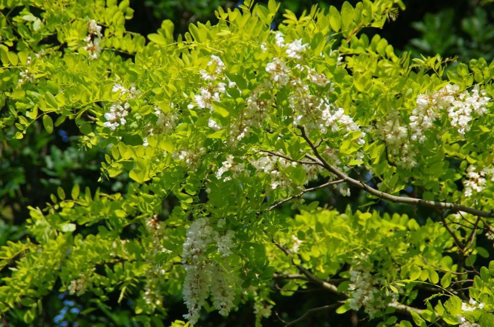 Plantenfiche-Robinia-pseudoacacia-Frisia-