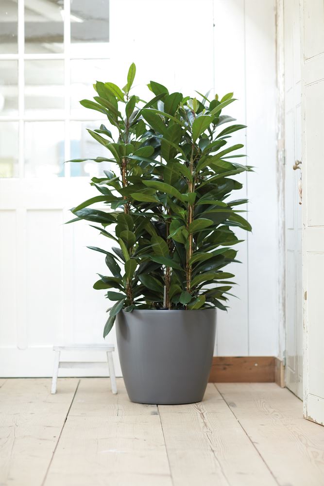 Bloempot-brussels-rond-wielen-47cm-antraciet