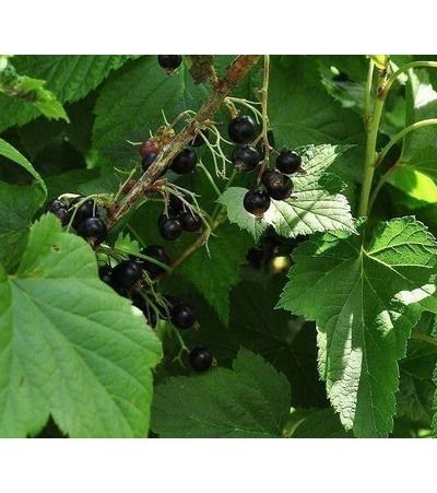 Ribes nigrum 'Titania' - pot - semi-stem tree