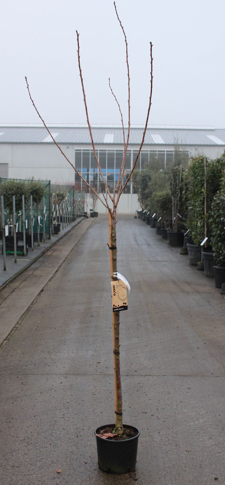 Prunus serrulata 'Kanzan' - pot 10L - greffé à une hauteur de tige de 120 cm