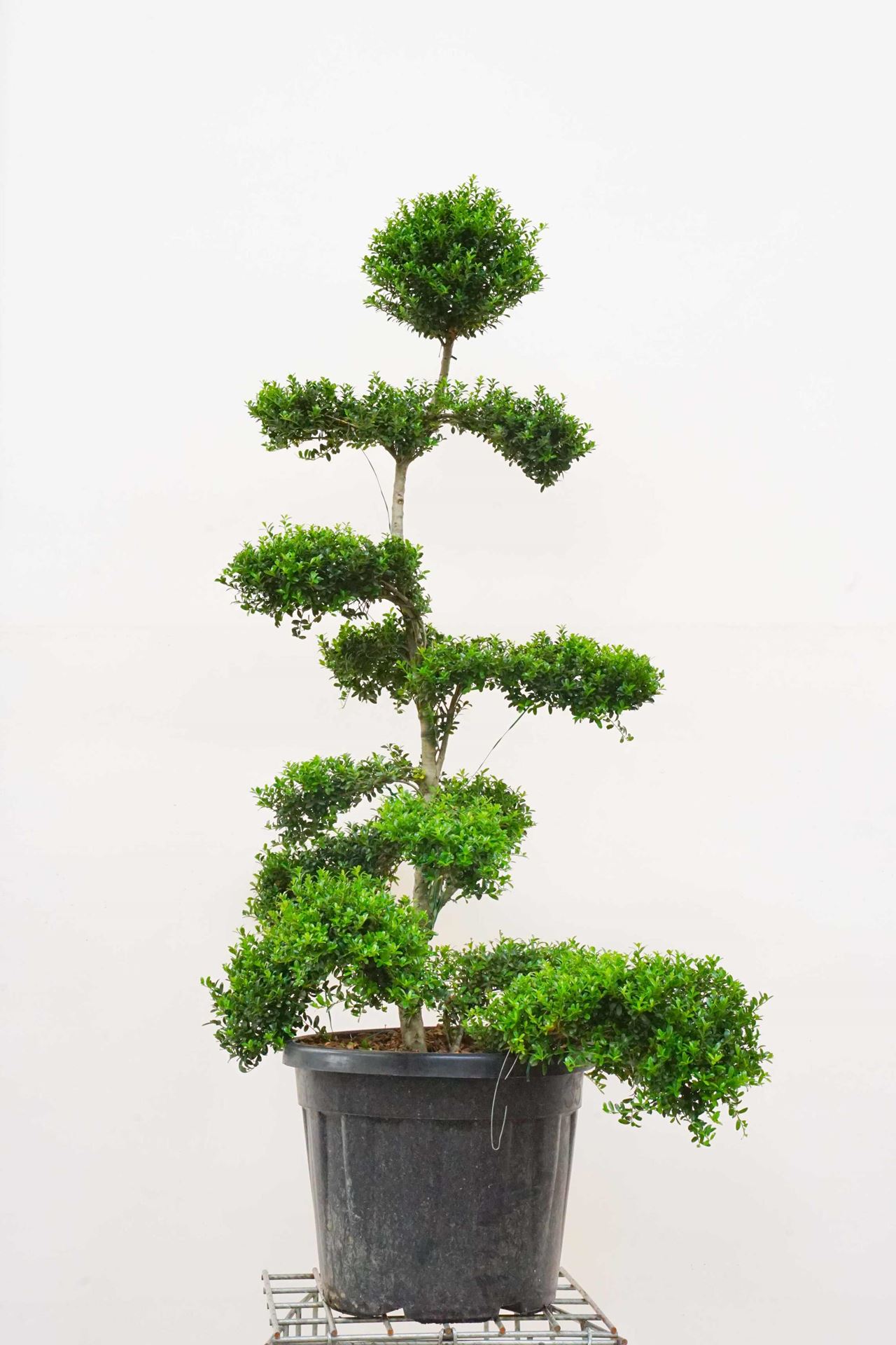 Ilex crenata 'Kimmei' - pot 35L - 125-150 cm - bonsai