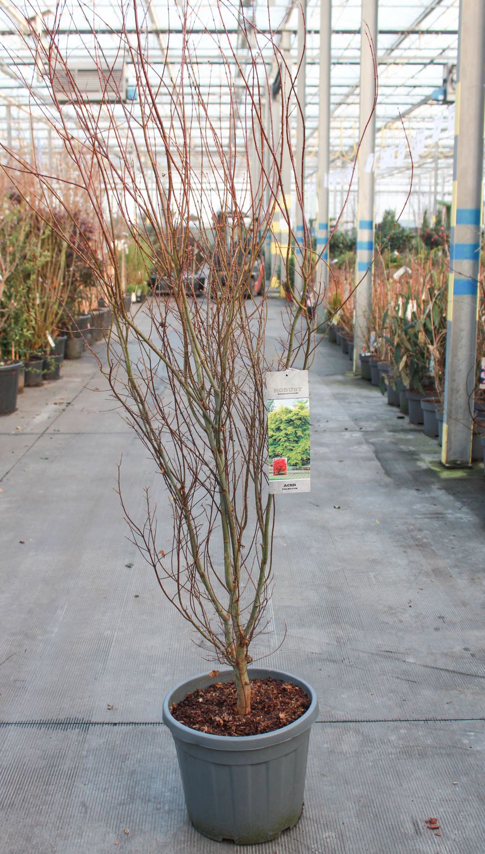 Acer palmatum - pot 25L - 150-175 cm