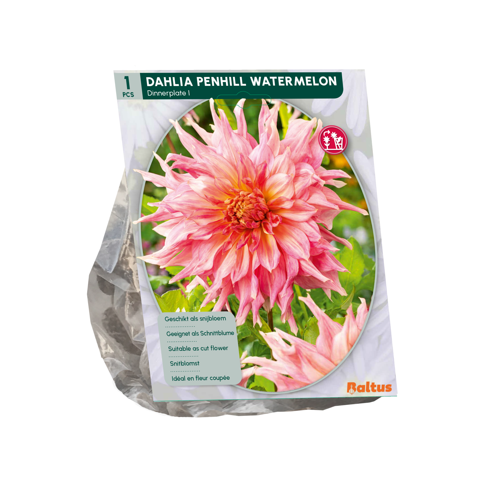 Baltus dahlia 'Dinnerplate Penhill Watermelon' - Najaarsbloeiers - 1 bol (roze)