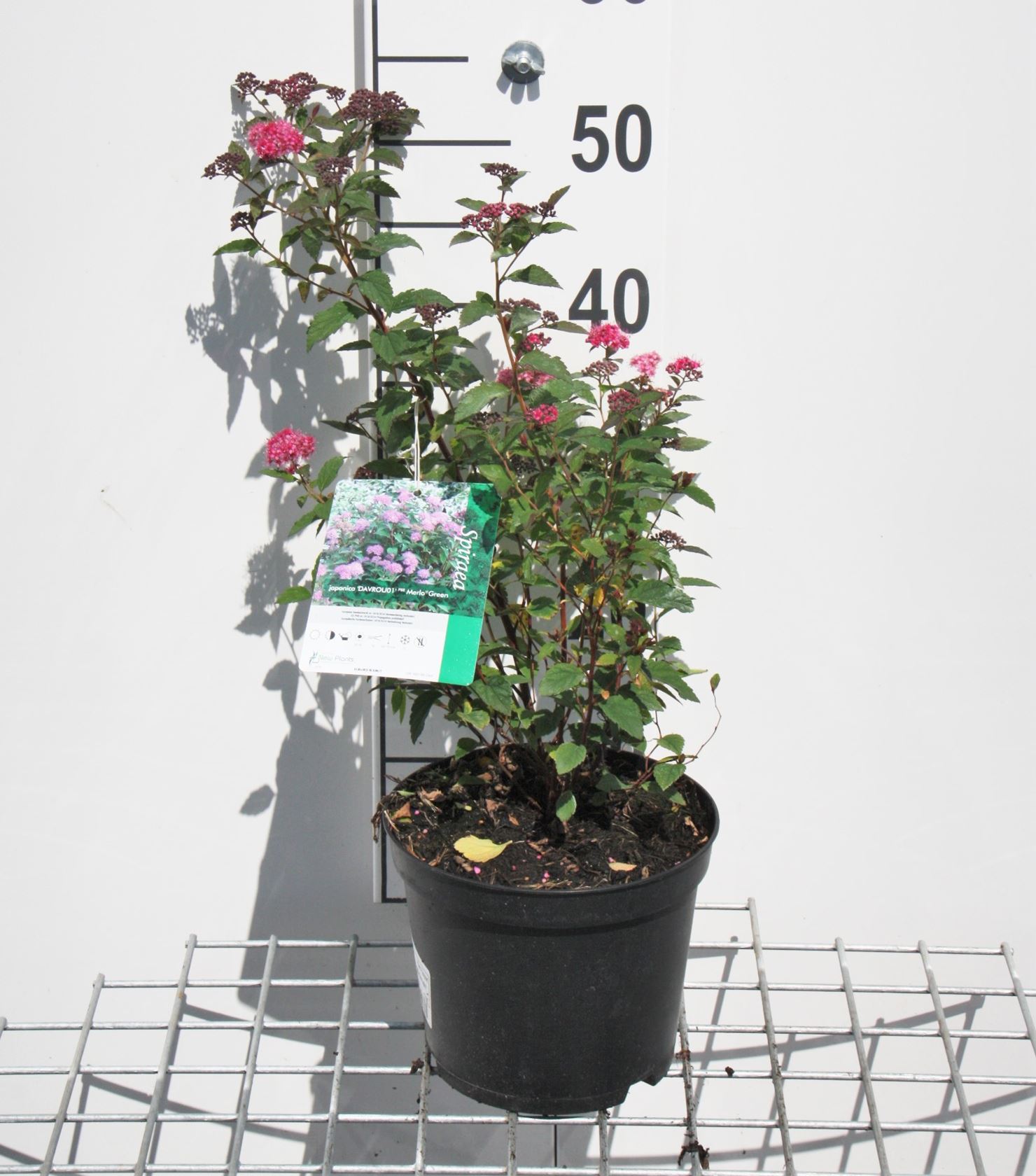 Spiraea japonica 'Anthony Waterer' - pot 3L - 25-30 cm