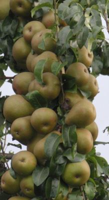 Pyrus communis 'Beurré Hardy' (Gellerts Butterbirne) - pot - semi-stem tree