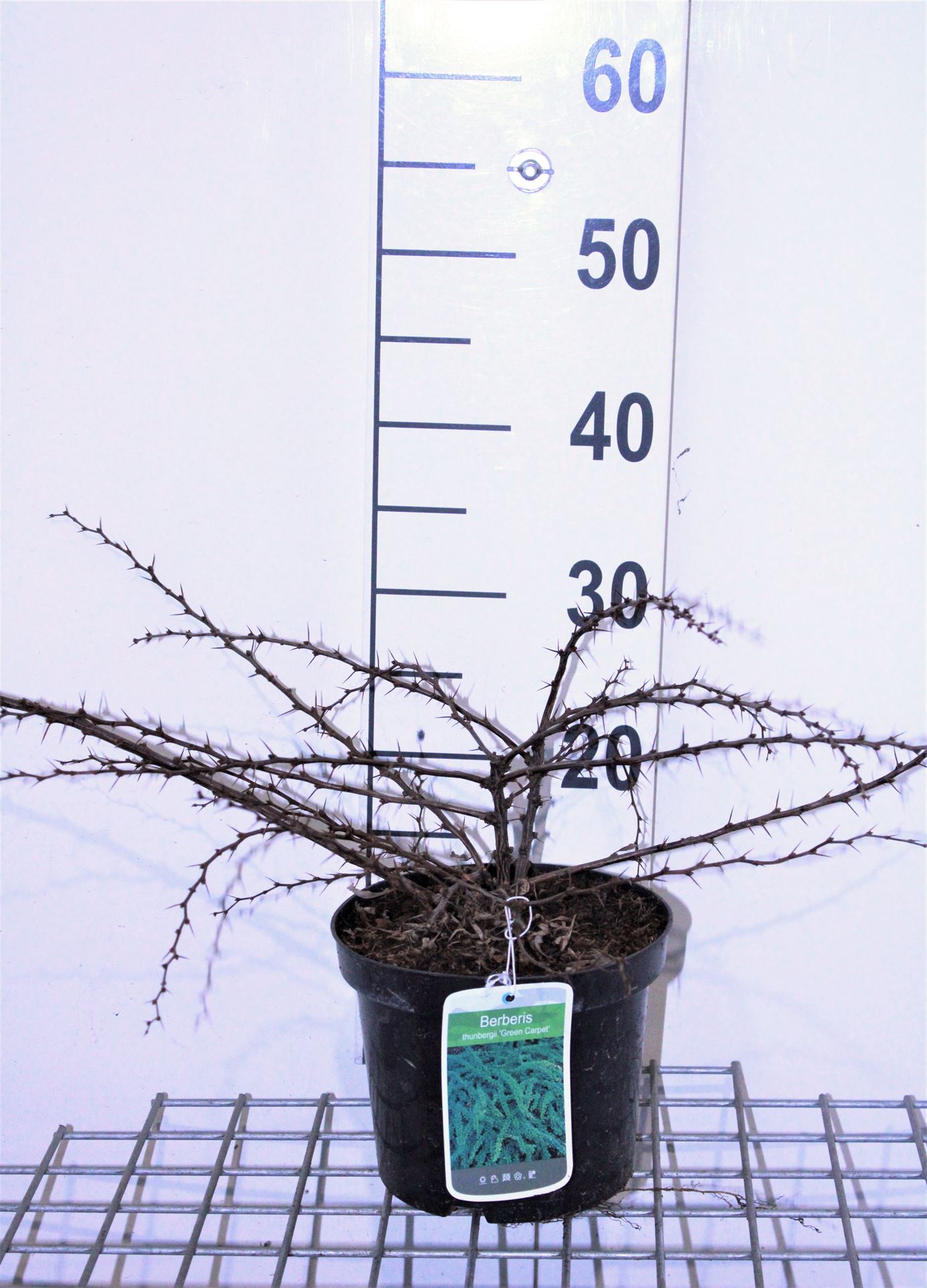 Berberis thunbergii 'Green Carpet' - pot - 25-30 cm