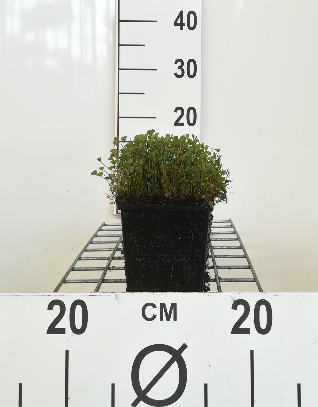 Marsilea quadrifolia - pot 11x11 cm