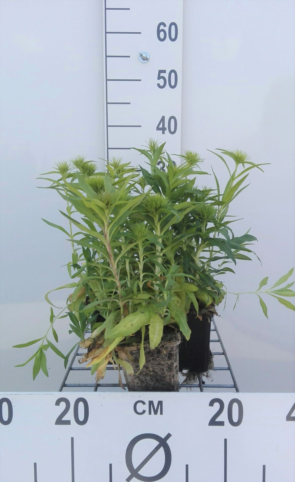 Dianthus barbatus 'Indianer Teppich' - pot 9x9 cm