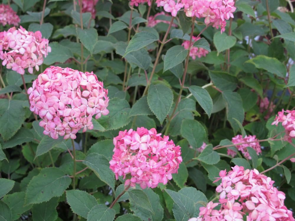 Plantenfiche-Hydrangea-arborescens-NCHA1-Invincibelle-Pink-Annnabelle-