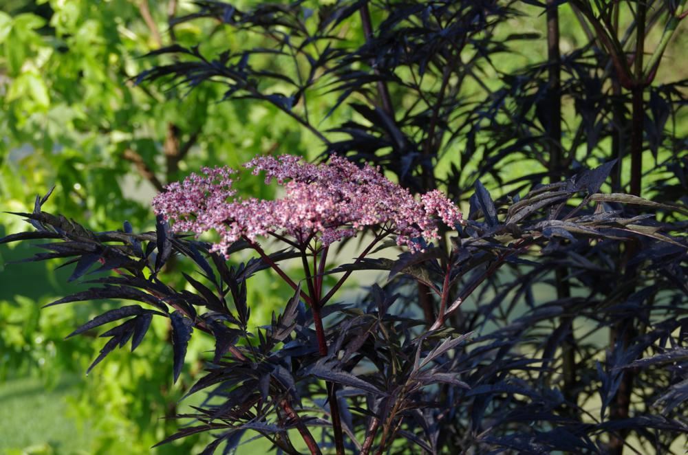 Plantenfiche-Sambucus-nigra-Eva-Black-Lace-