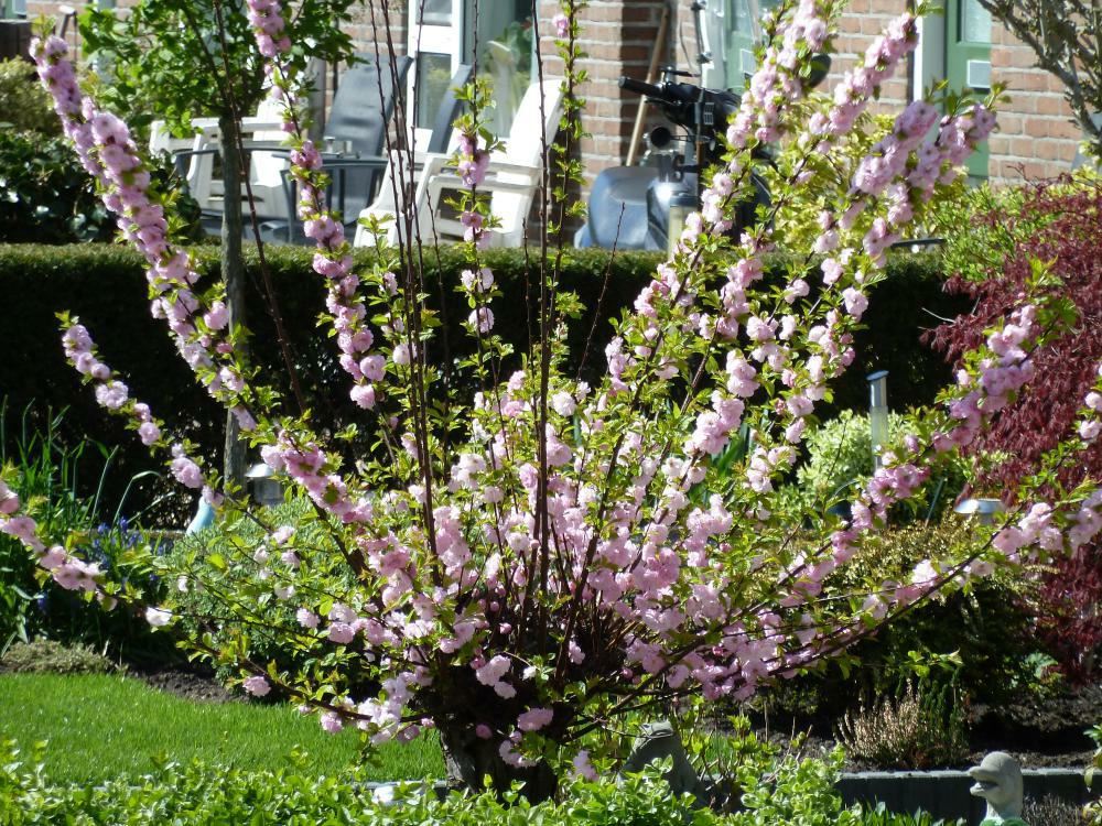 Plantenfiche-Prunus-triloba