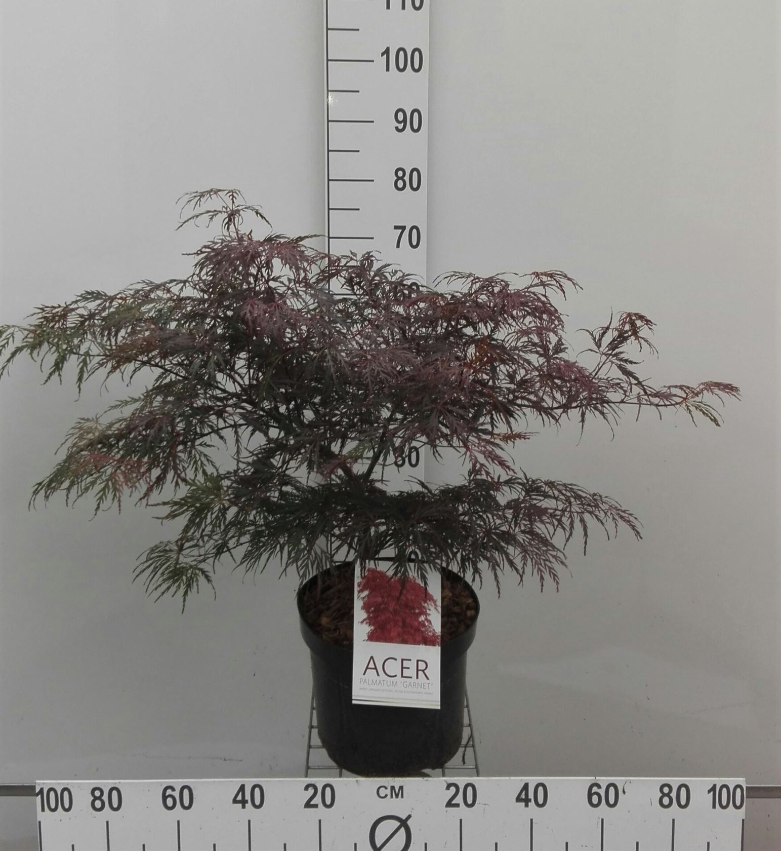 Acer palmatum 'Garnet' - pot 10L - 60+ cm