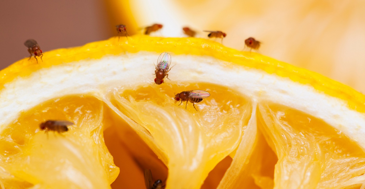 Combating annoying fruit flies in the kitchen