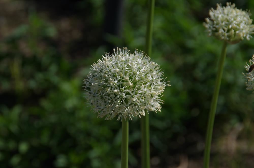 Plantenfiche-Allium-Mont-Blanc-