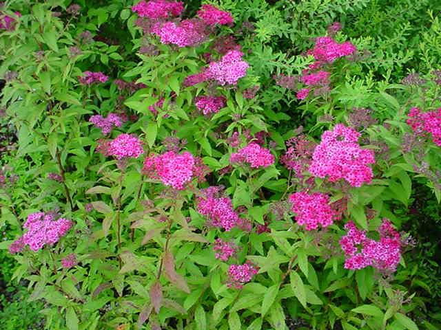 Plantenfiche-Spiraea-japonica-Anthony-Waterer-