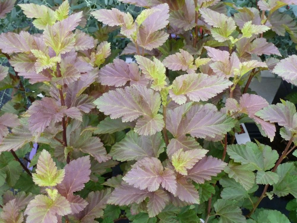 Plantenfiche-Physocarpus-opulifolius-Jefam-Amber-Jubilee-