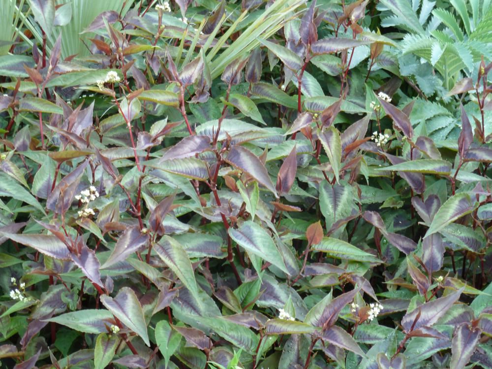 Plantenfiche-Persicaria-microcephala-Red-Dragon-
