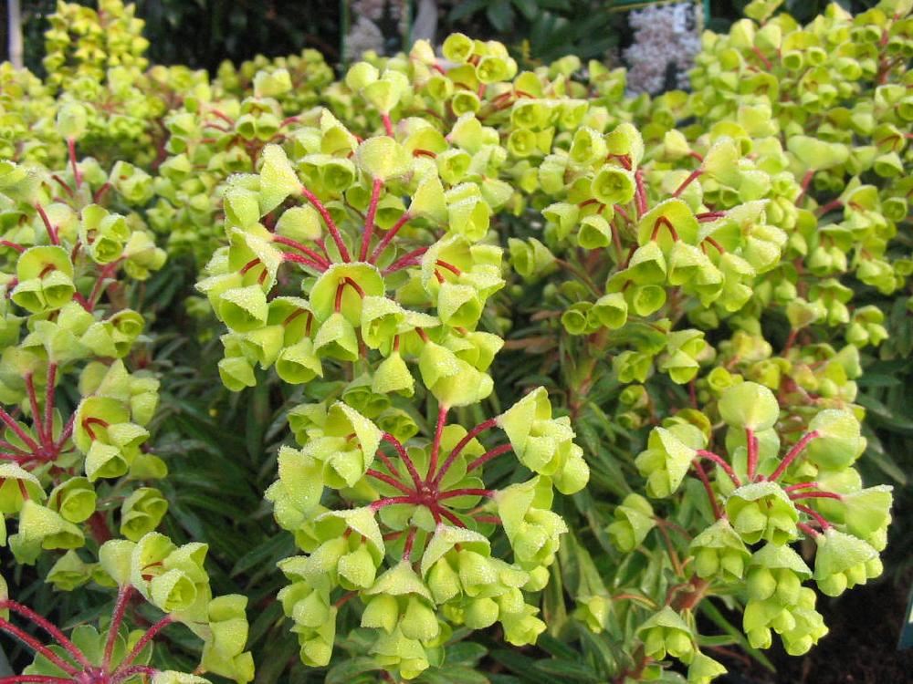 Plantenfiche-Euphorbia-Charam-Redwing-