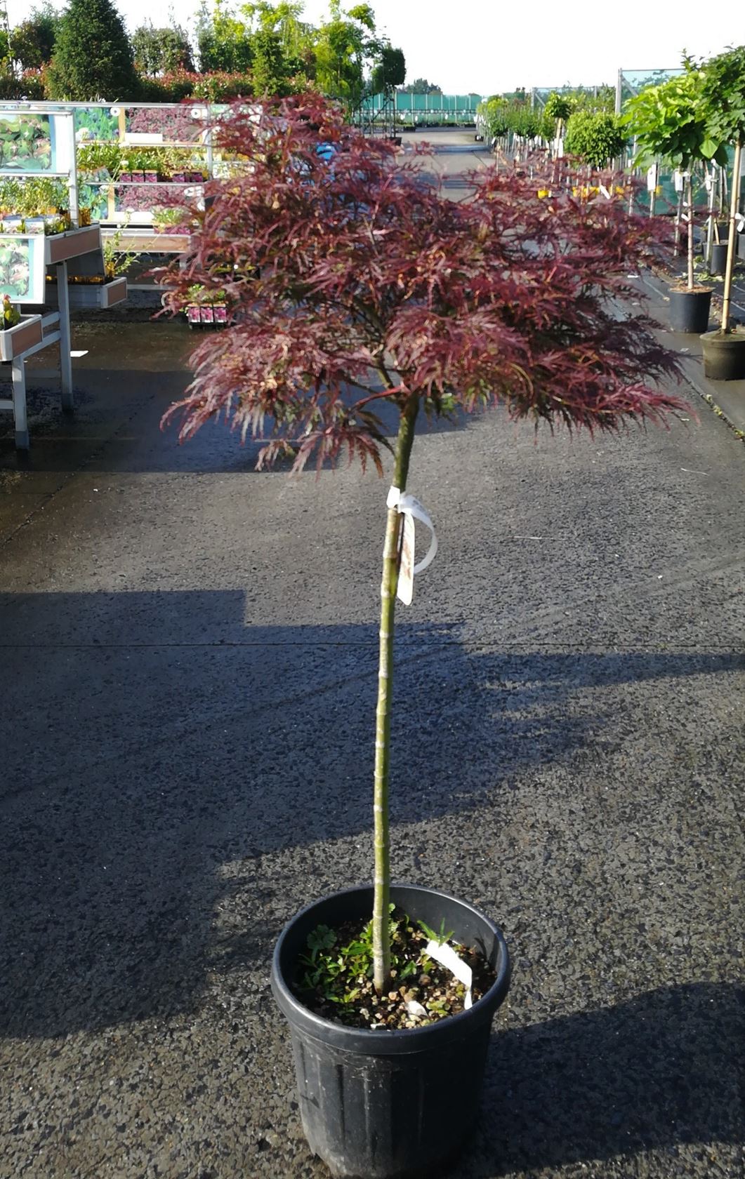 Acer palmatum 'Garnet' - pot 20L - greffé à une hauteur de tige de 80 cm