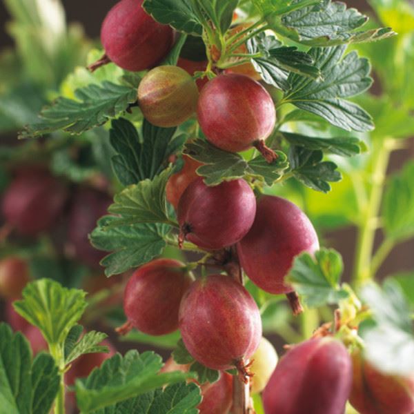 Ribes uva-crispa 'Hinnonmäen Punainen' (Hinnonmäki Röd) - pot - bush