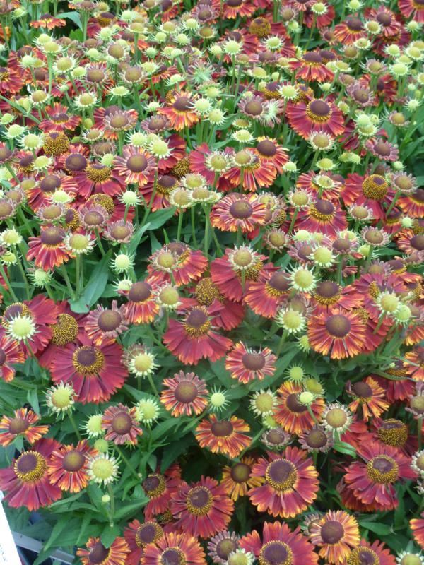 Plantenfiche-Helenium-Siesta-