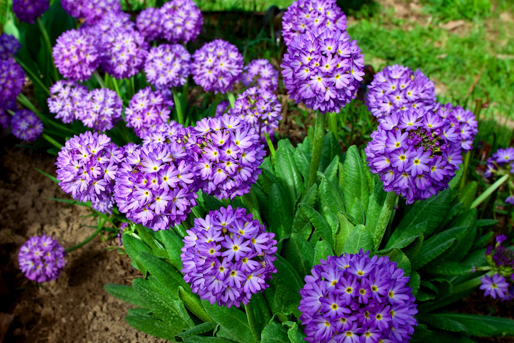 Plantenfiche-Primula-denticulata