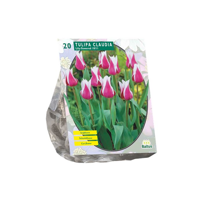 Tulipa-Claudia-Leliebloemig-per-15