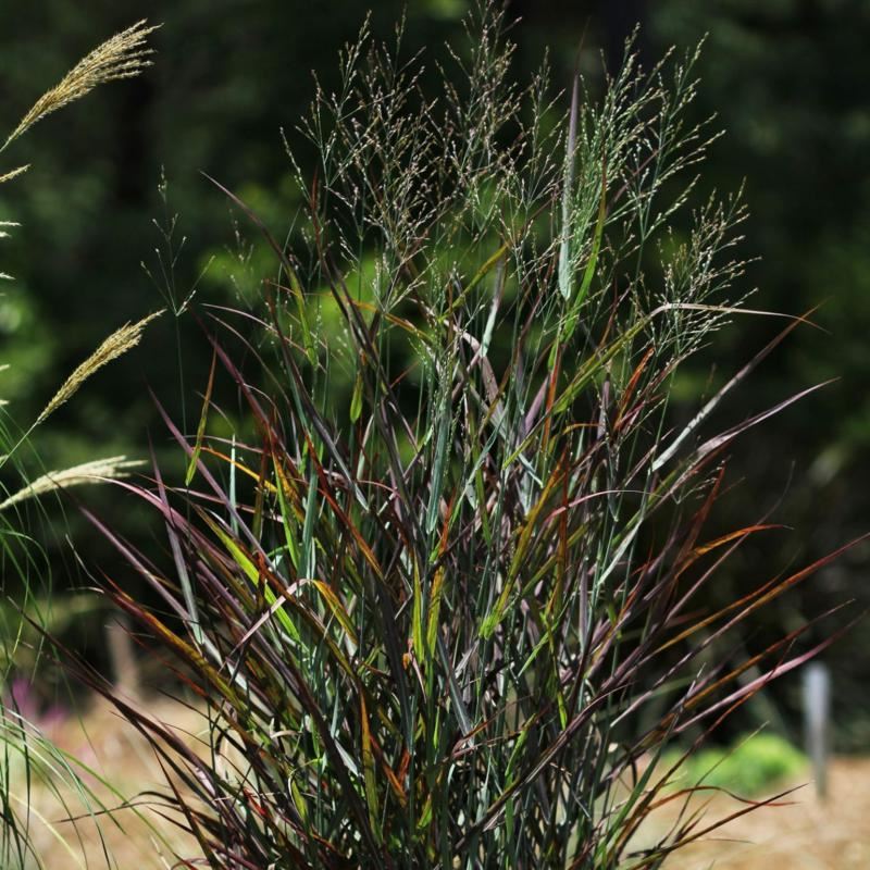Plantenfiche-Panicum-virgatum-Hot-Rod-