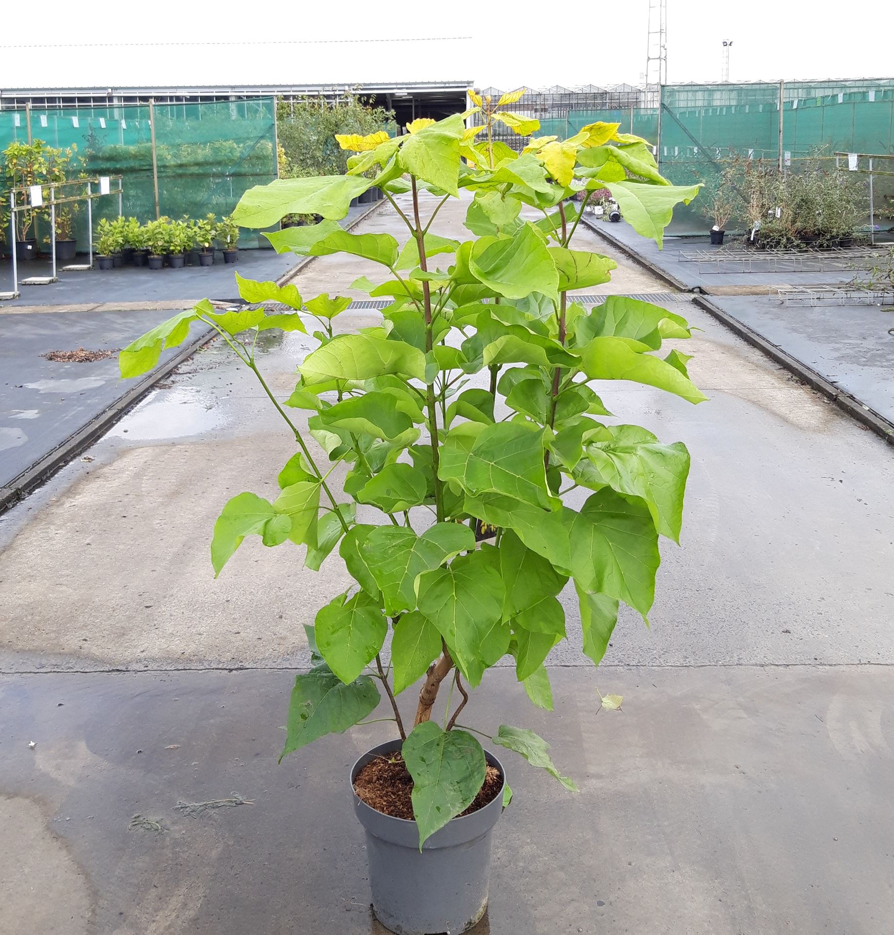 Catalpa bignonioides 'Aurea' - pot 12L - 100-125 cm