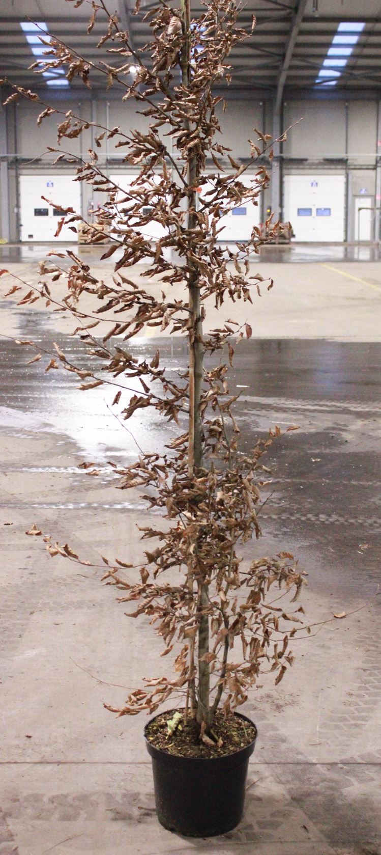 Carpinus betulus - pot 12L - 175-200 cm