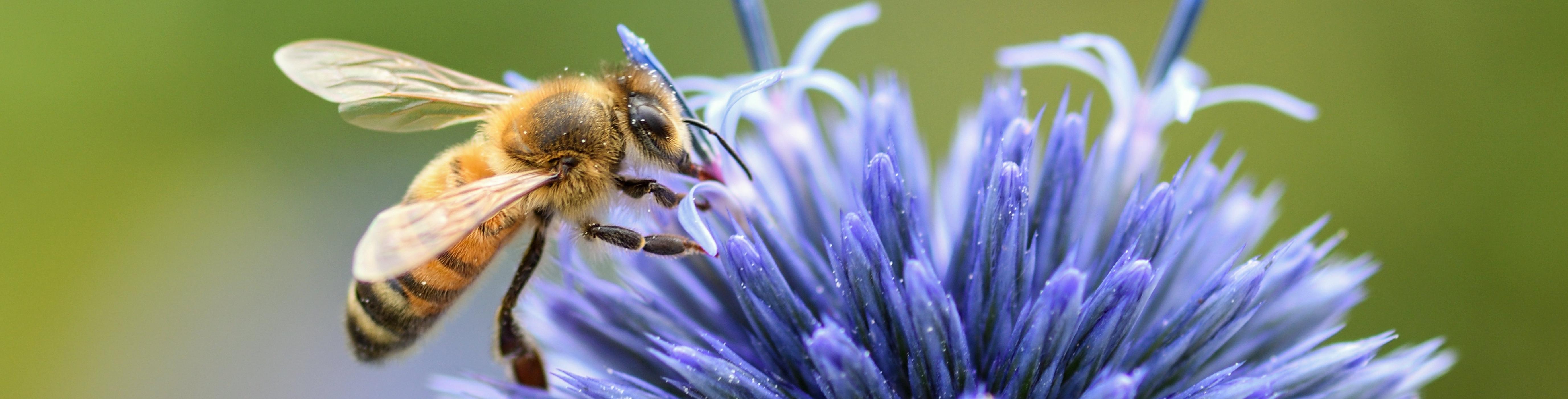 3 bee attractors for your pot garden