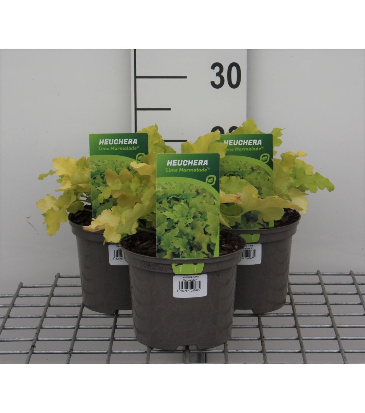 Heuchera 'Lime Marmelade' - pot 2L