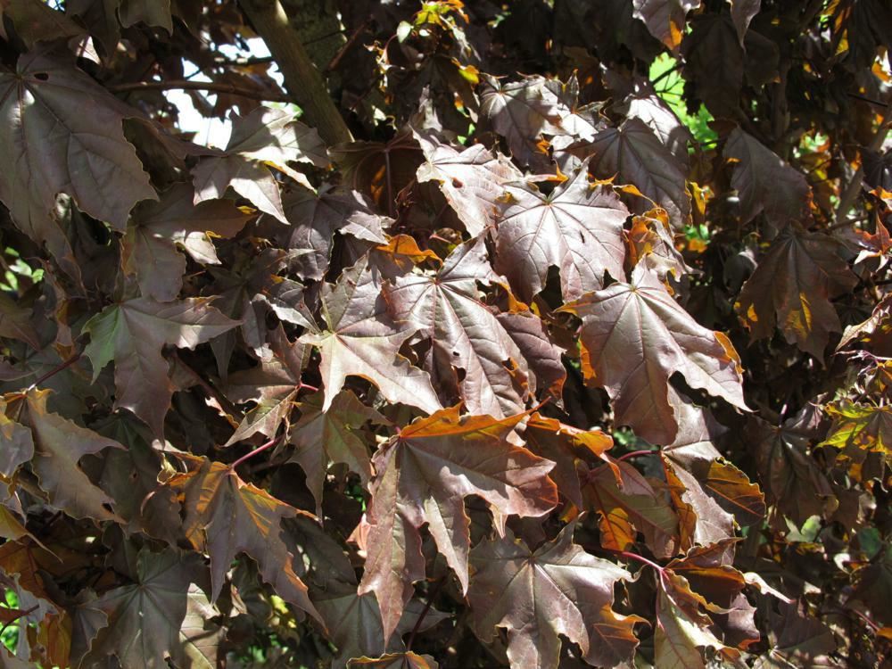 Plantenfiche-Acer-platanoides-Crimson-Sentry-