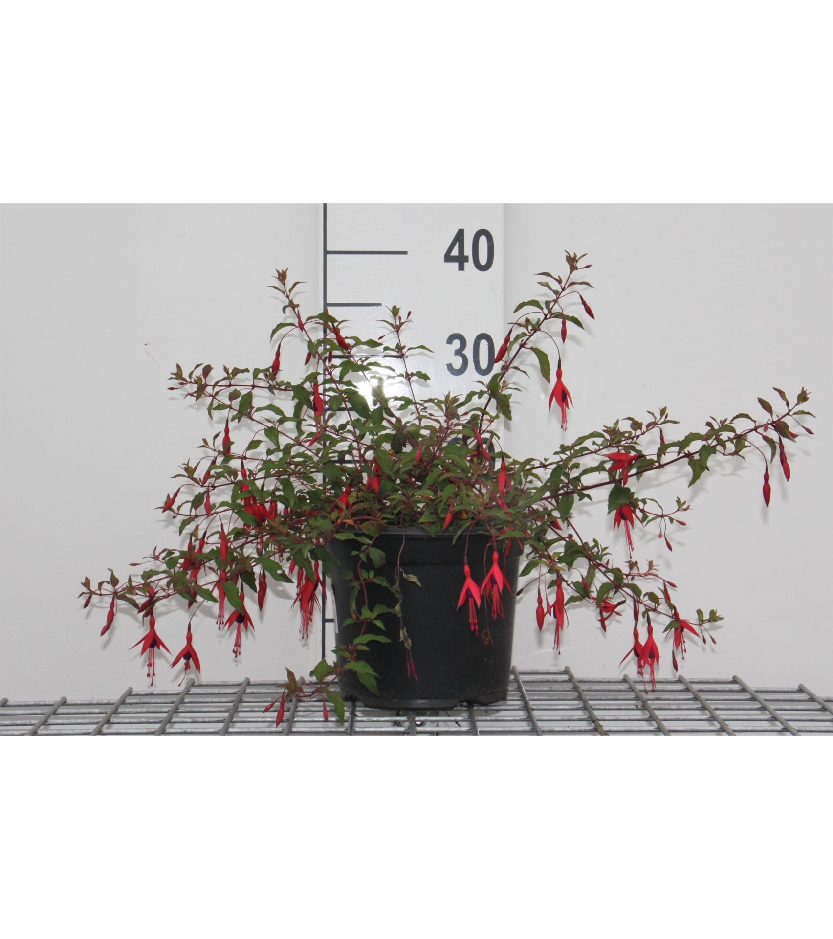 Fuchsia 'Riccartonii' - pot - 30-40 cm