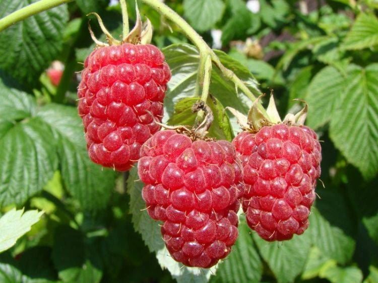 Rubus idaeus 'Autumn Bliss' (Blizzy) - pot - struik