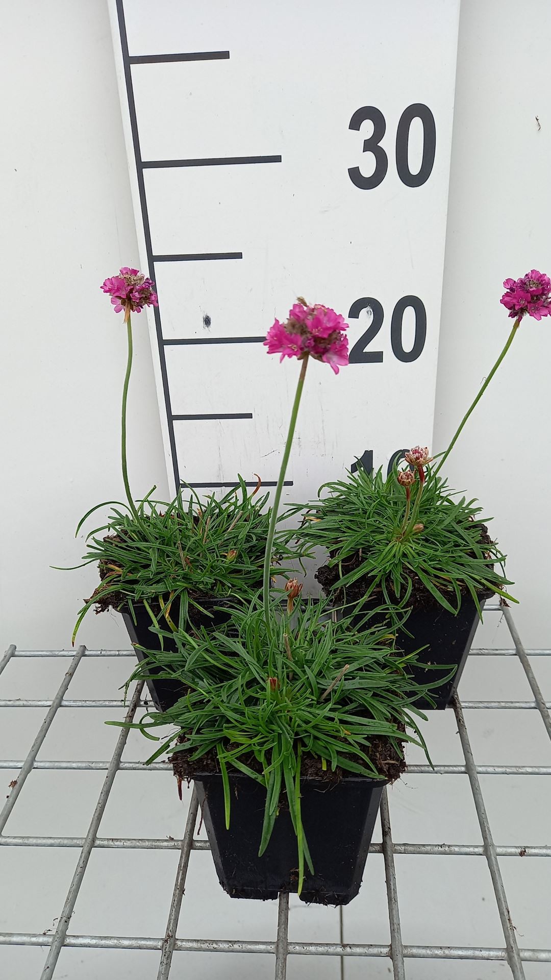 Armeria maritima 'Dusseldorfer Stolz' - pot 9x9 cm