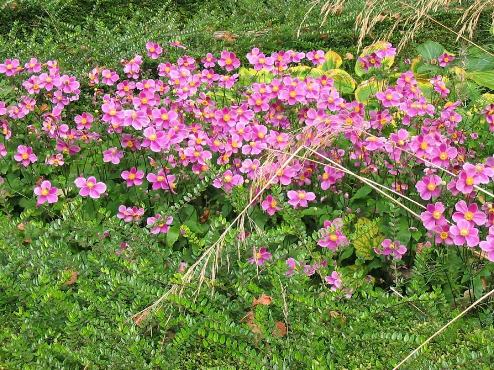 Plantenfiche-Anemone-hupehensis-Praecox-