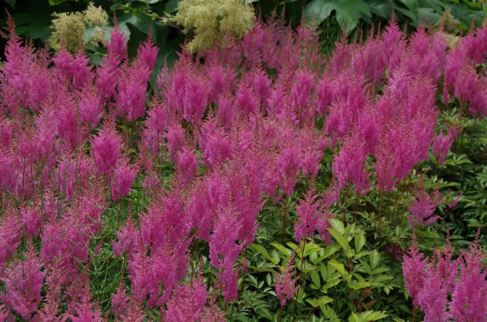 Plantenfiche-Astilbe-Bressingham-Beauty-