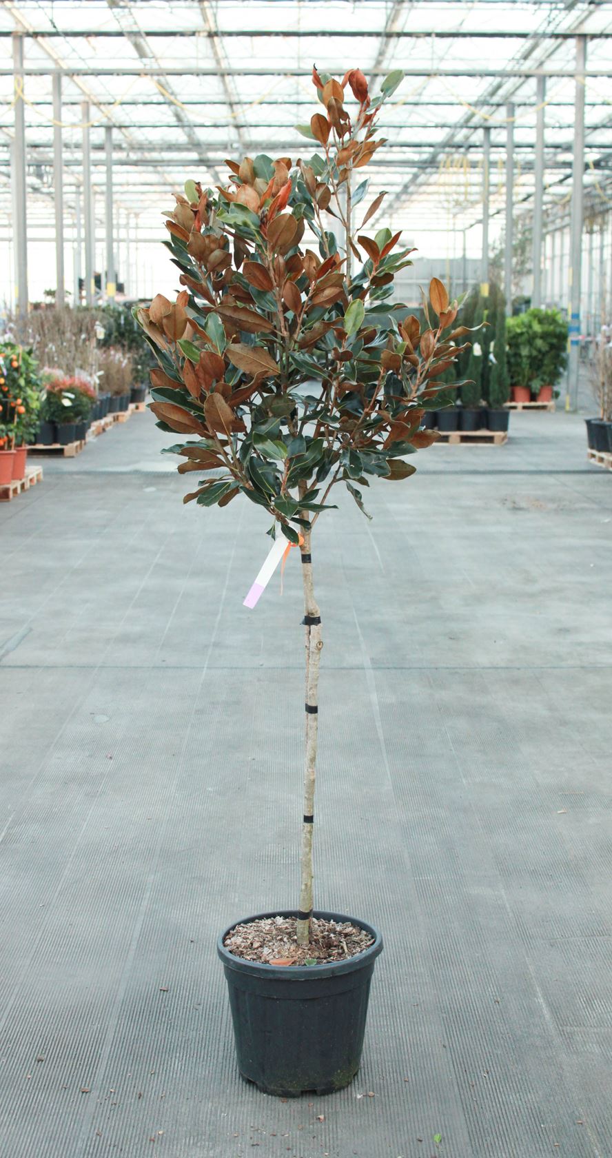 Magnolia grandiflora 'Little Gem' - pot 20L - halfstam boom