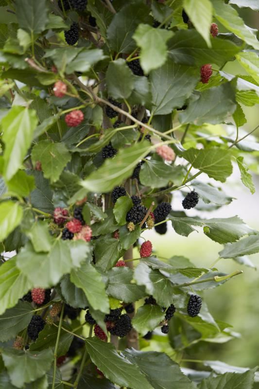 Plantenfiche-Morus-rotundiloba-MATSUNAGA-