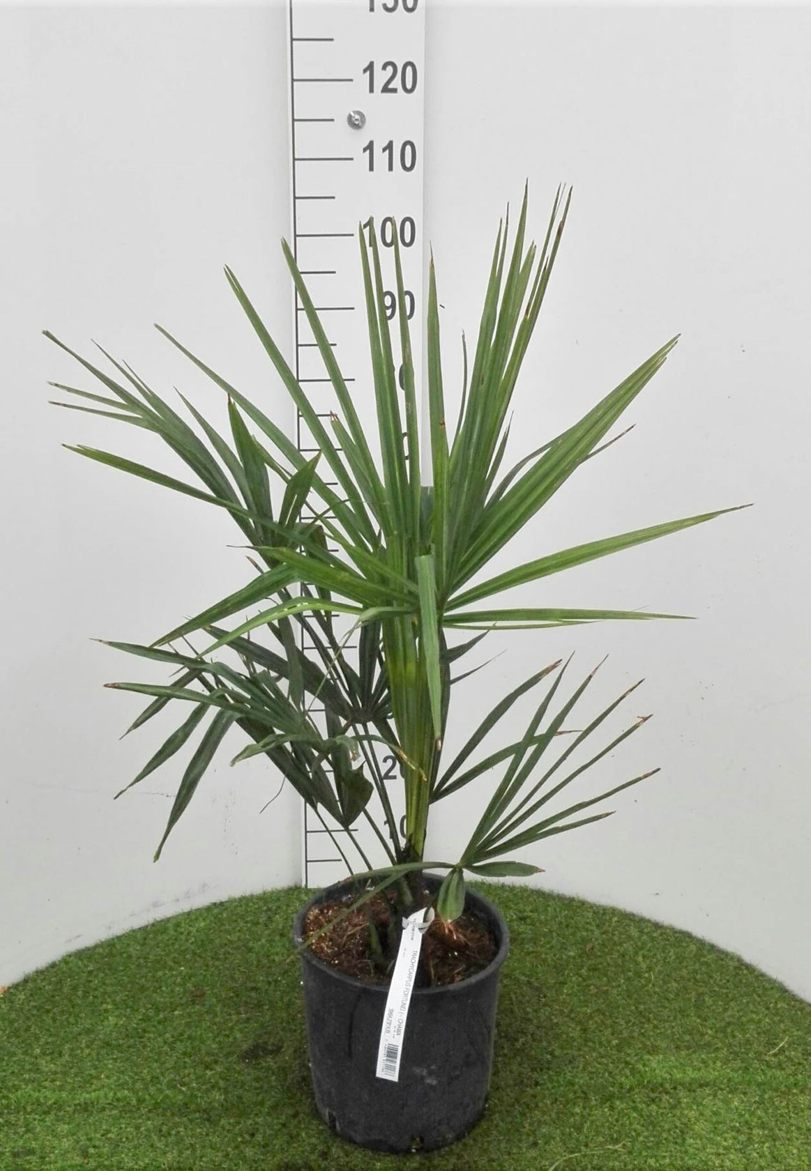Trachycarpus fortunei - pot 10L - 50-60 cm