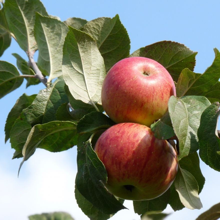 Malus domestica 'Rode Boskoop' (Boskoop Rouge, Röd Belle de Boskoop, Roter Boskoop) - blote wortel - struik
