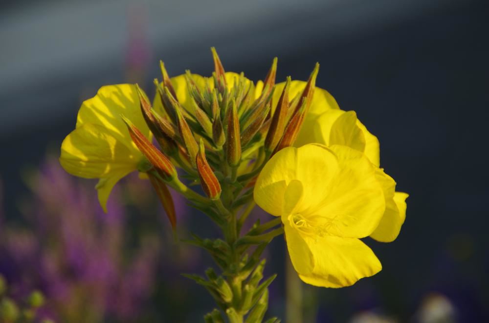 Plantenfiche-Oenothera-biennis