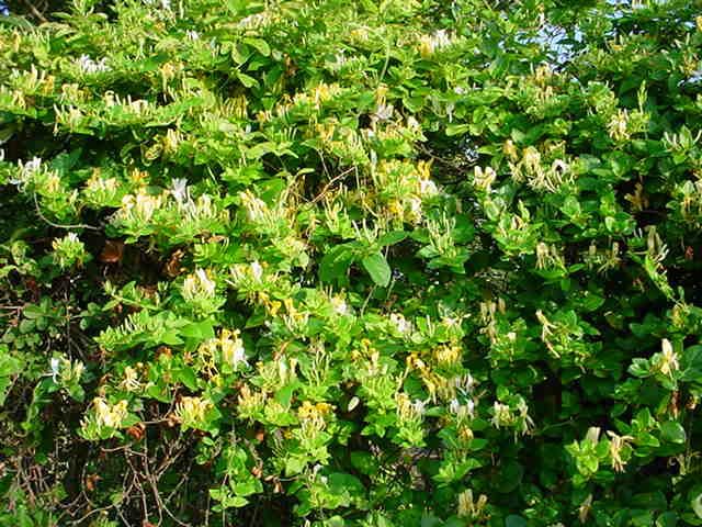 Plantenfiche-Lonicera-japonica-Halliana-