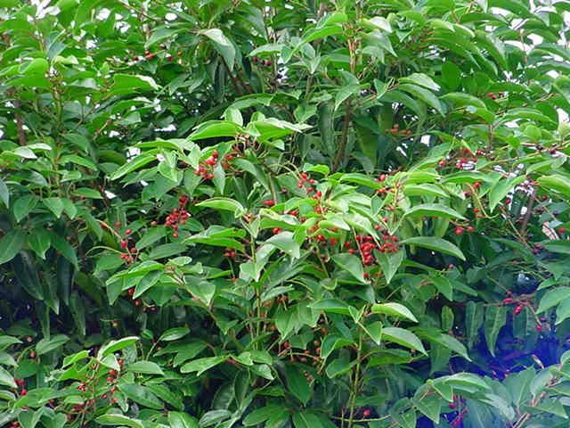 Plantenfiche-Prunus-lusitanica