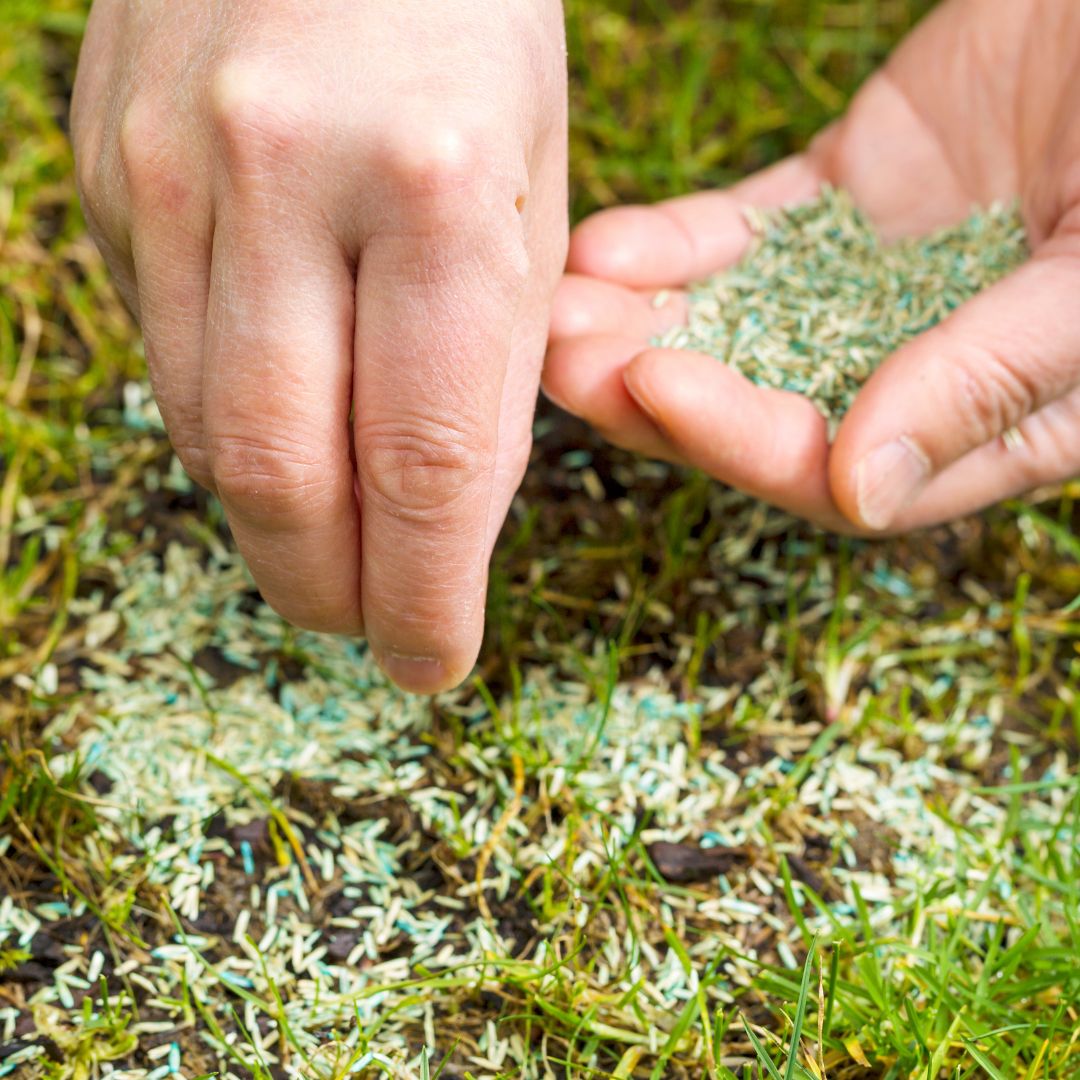 Sowing grass