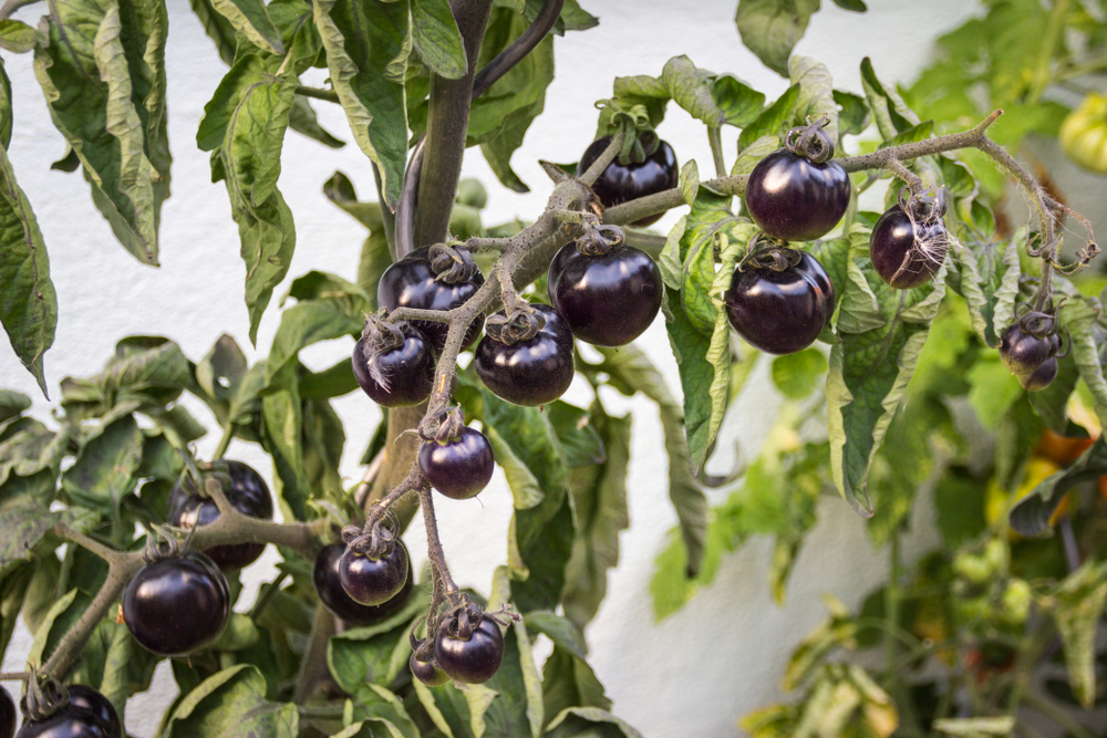 Plantenfiche-Lycopersicon-esculentum-l-var-black-cherry-Tomaat-black-cherry-