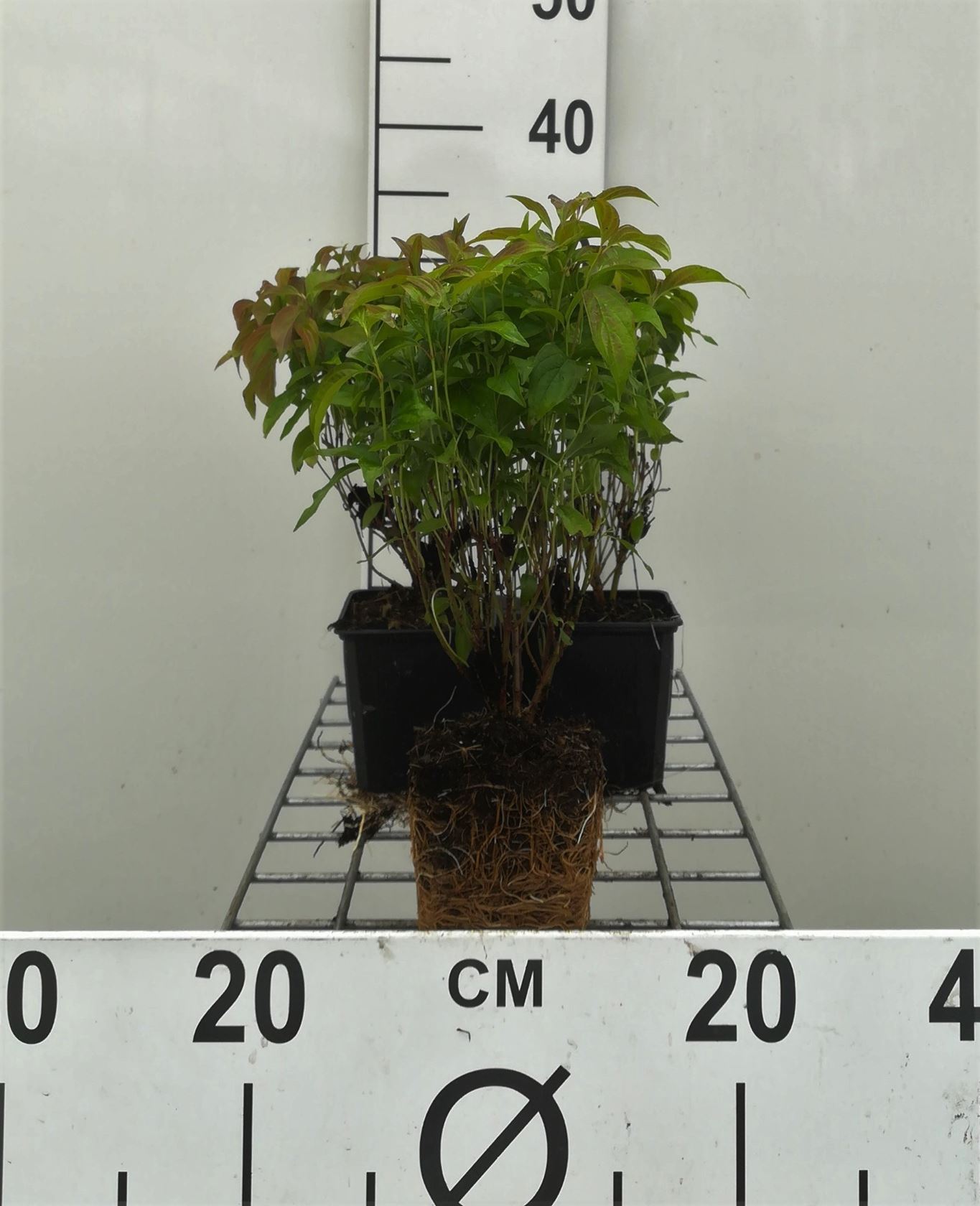 Cornus sericea 'Kelseyi' - pot 9x9 cm