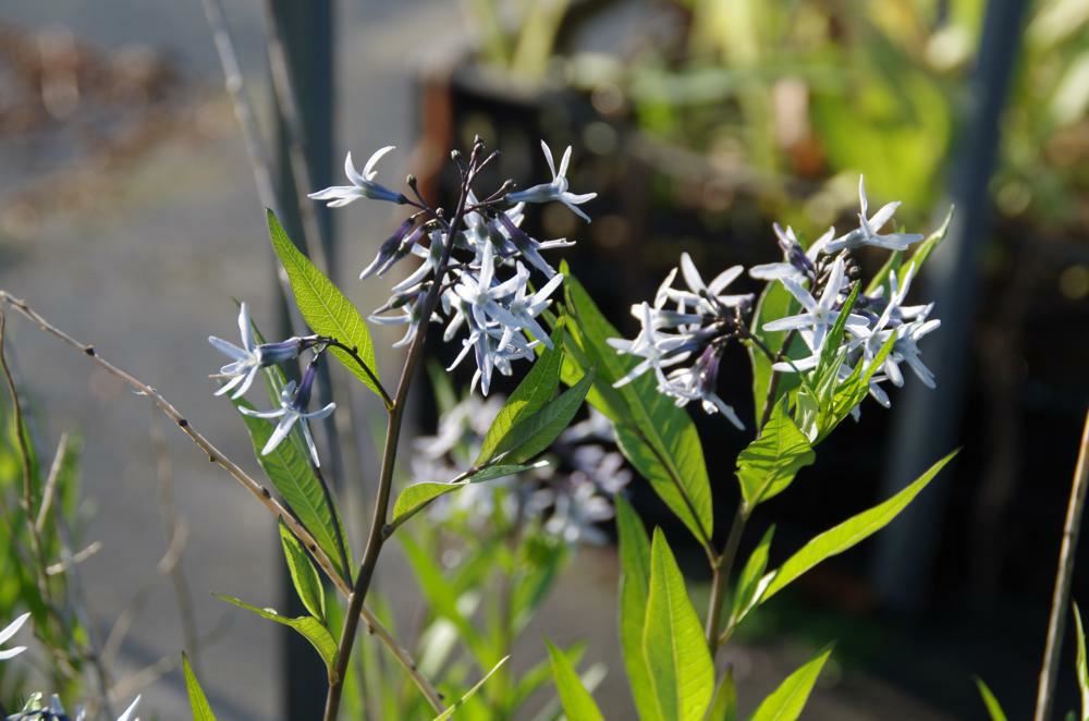 Plantenfiche-Amsonia-Blue-Ice-
