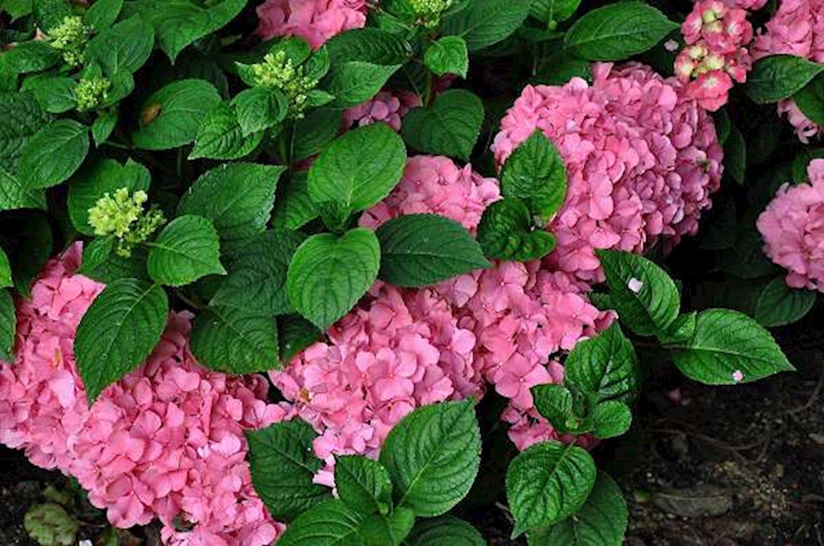 Plantenfiche-Hydrangea-macrophylla-King-George-V-